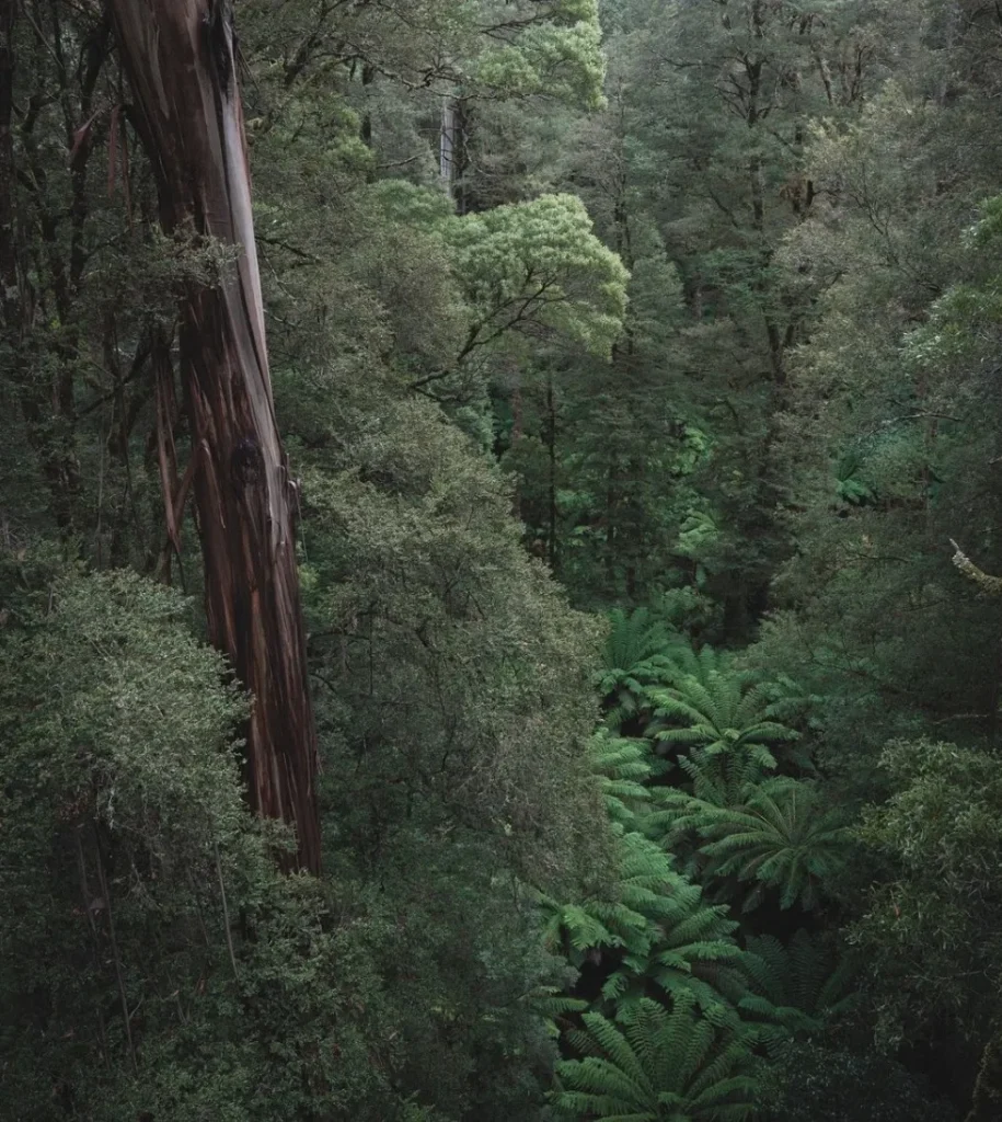 Otway National Park