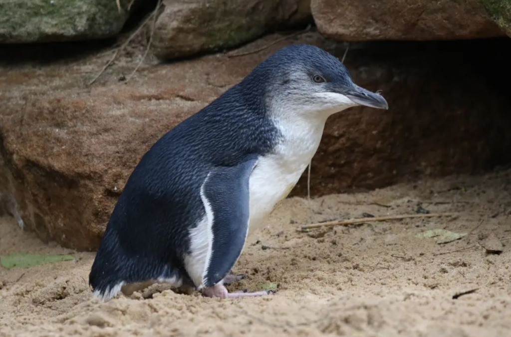 Penguin Parade