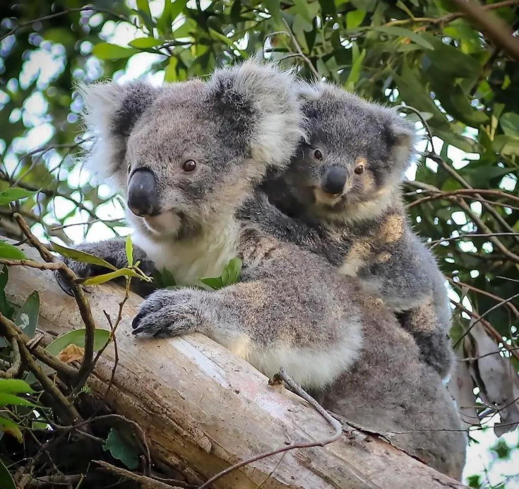 Tower Hill Wildlife Reserve