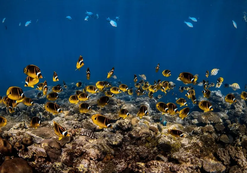 Ningaloo Reef