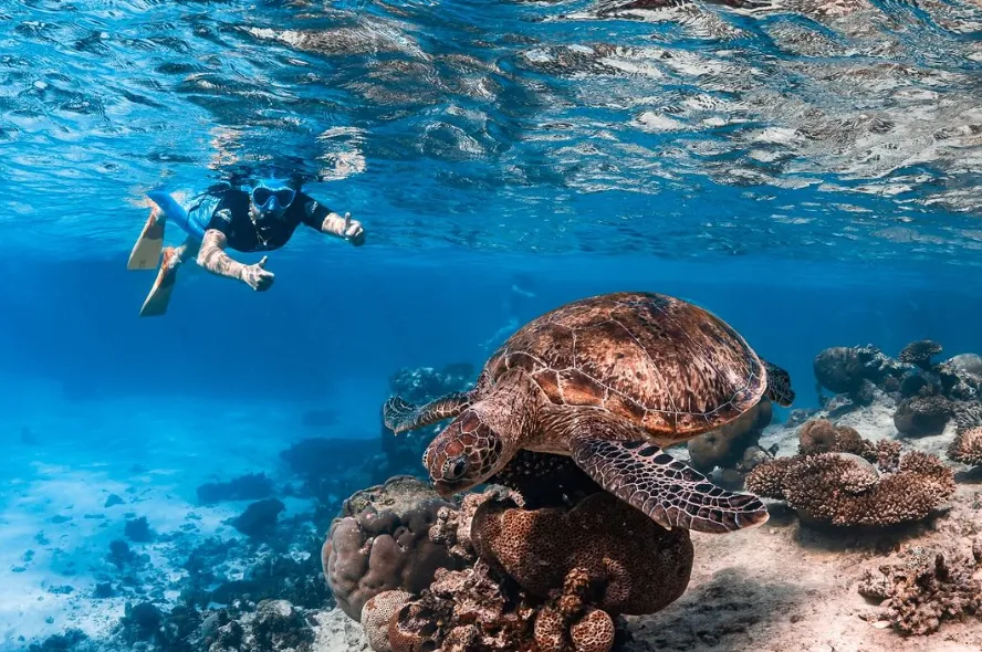 Ningaloo Reef Diving