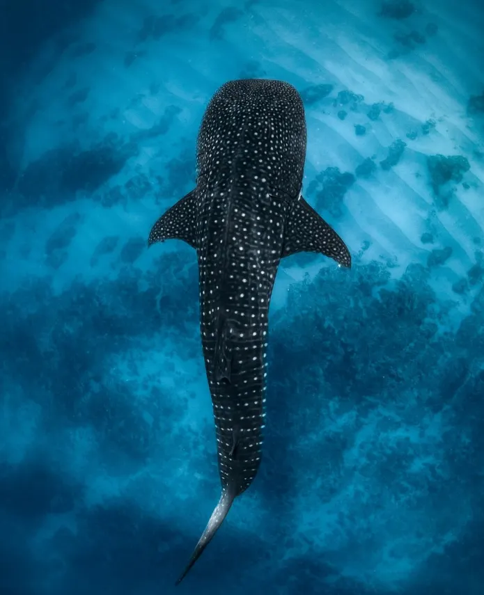 The Unmissable Whale Shark Experience