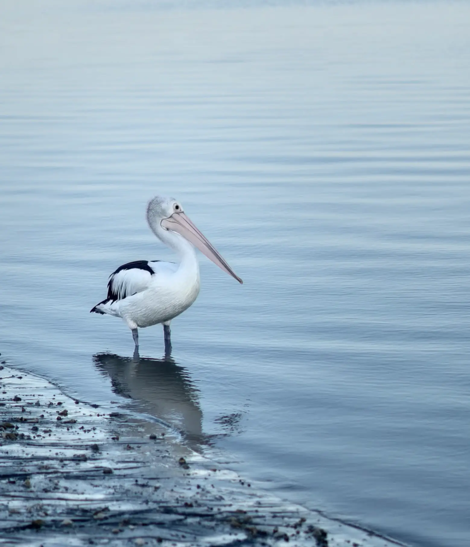 Eagle Bluff Wildlife