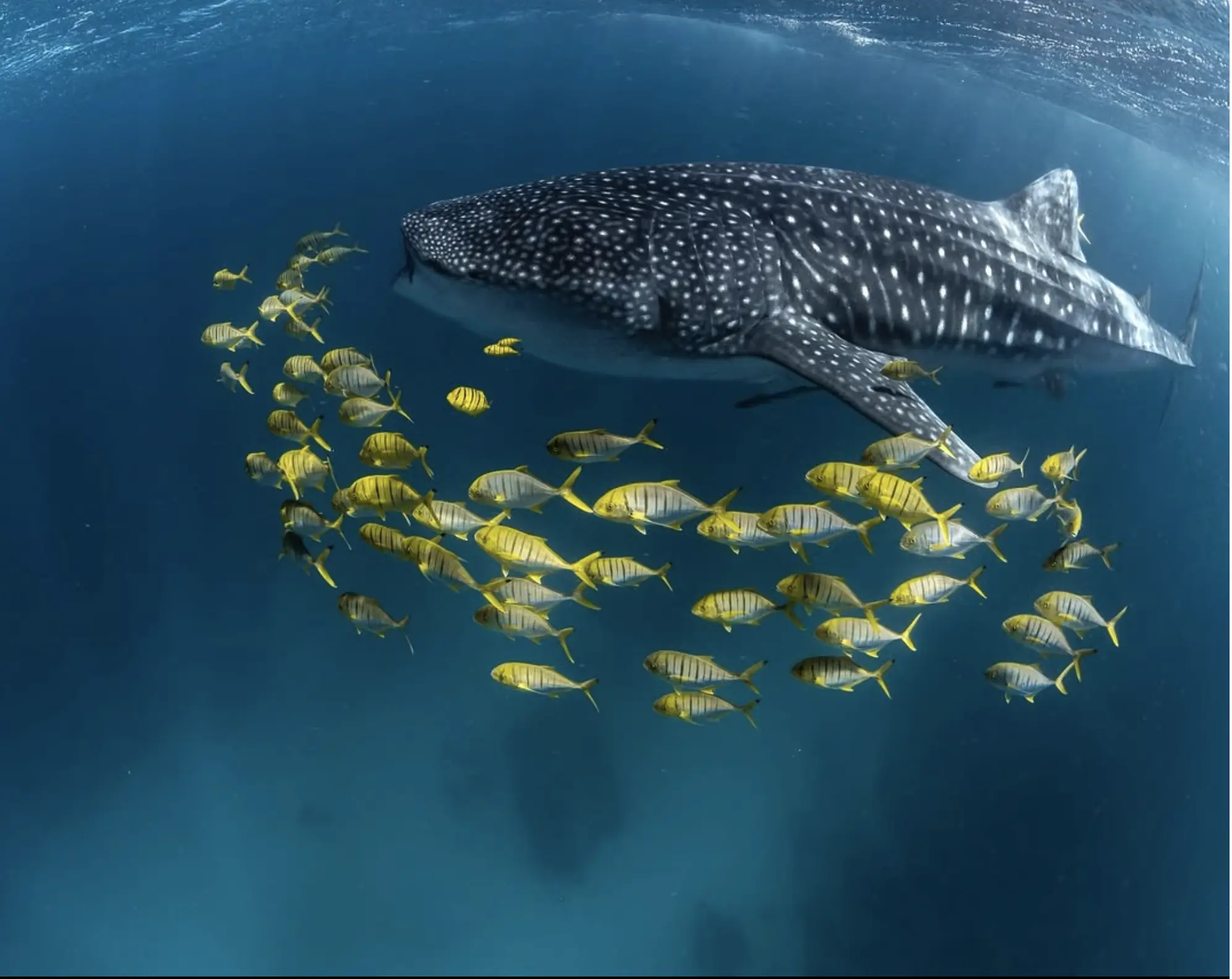 whale shark tours