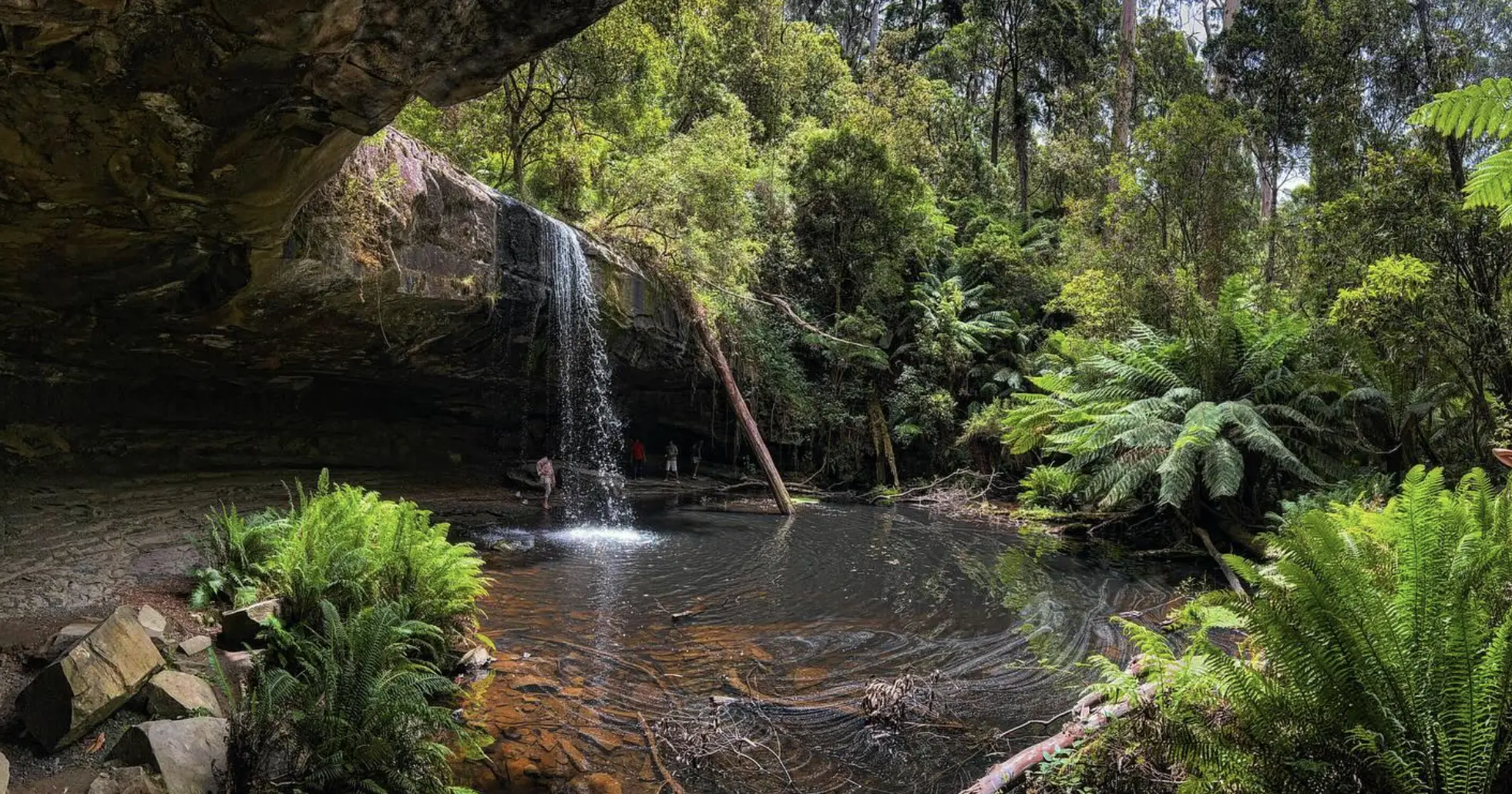 Cape Otway Rainforest