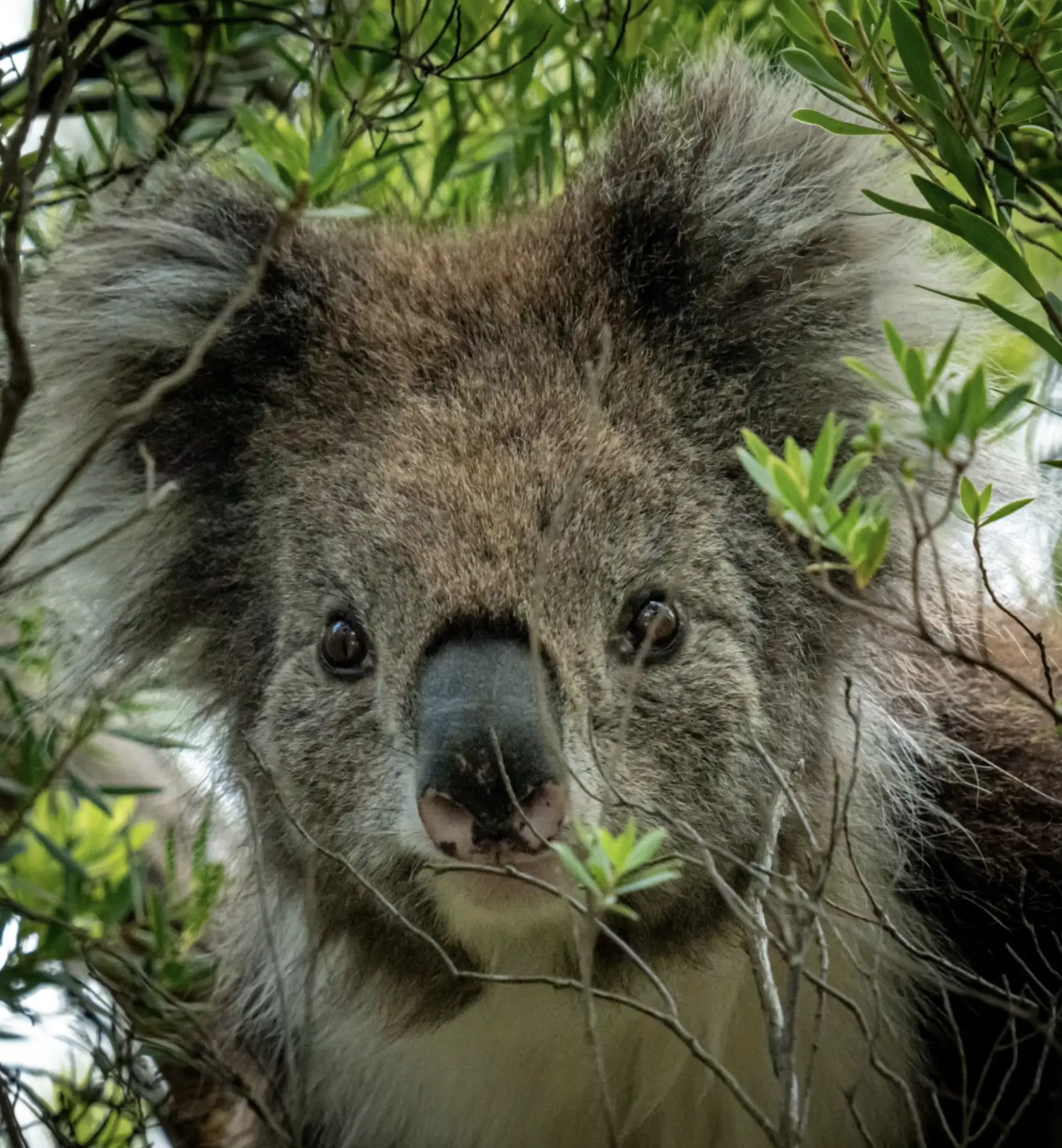 Kennett River Koalas