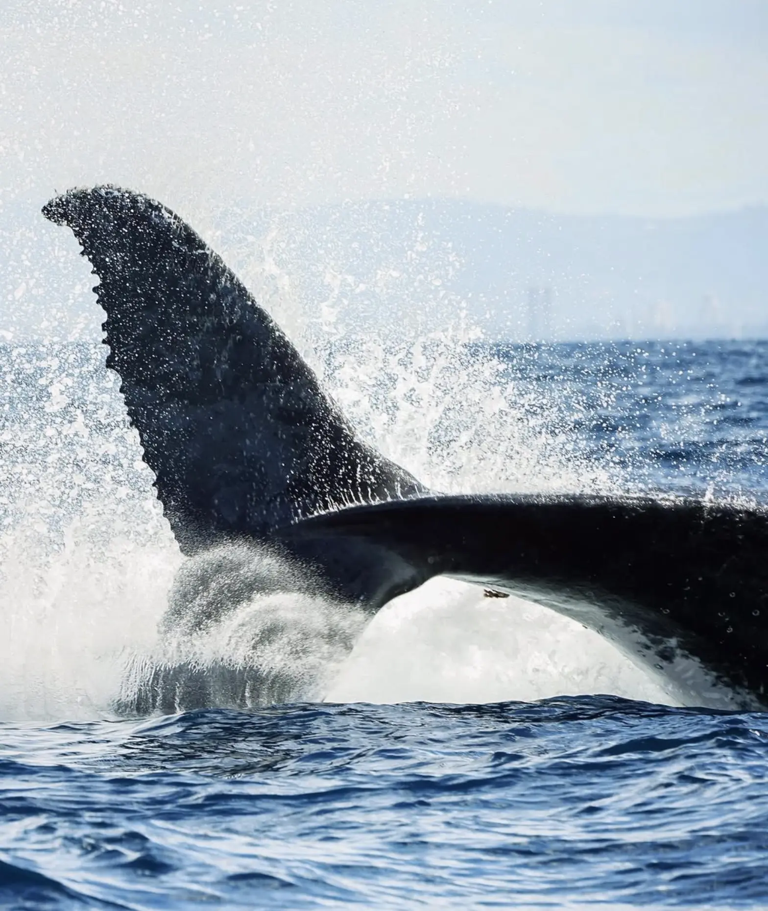 Logans Beach Whale Watching