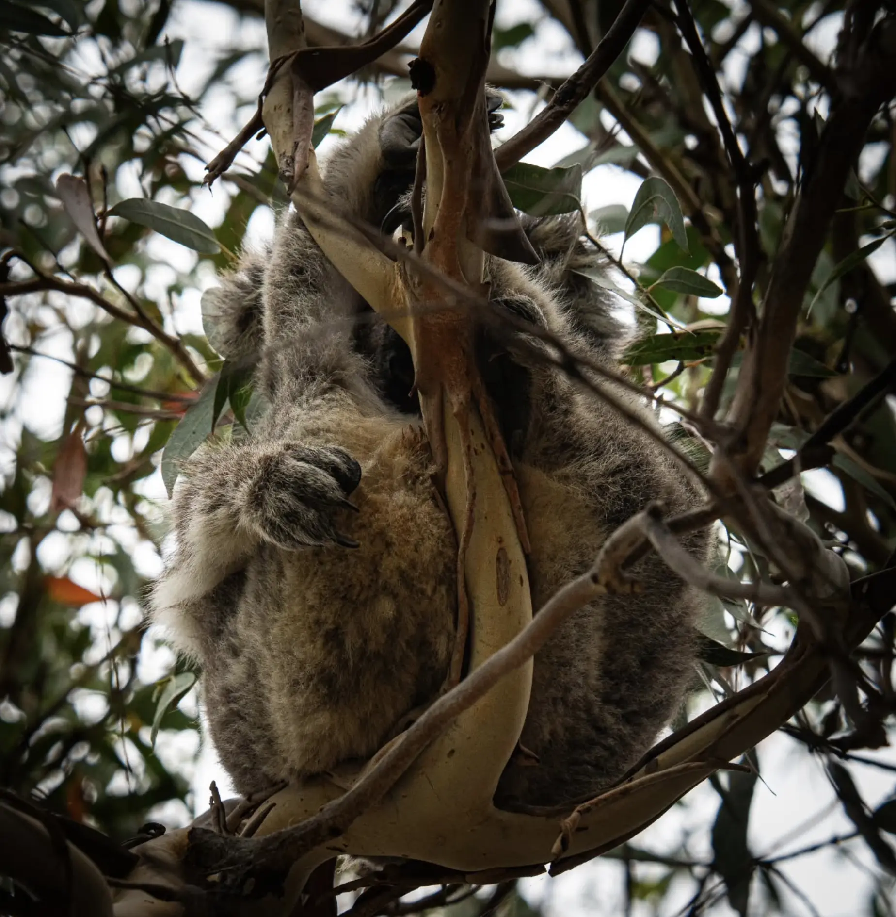 Tower Hill Wildlife Reserve